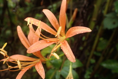 Lycoris sanguinea