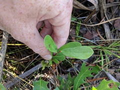 Asimina reticulata