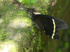 Papilio nireus