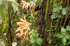 Lycoris sanguinea