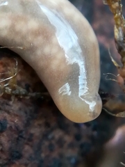Leptonemertes