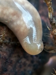 Leptonemertes