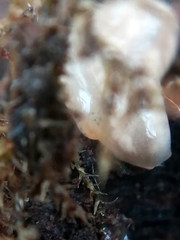 Leptonemertes