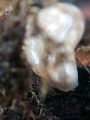 Leptonemertes