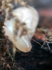 Leptonemertes