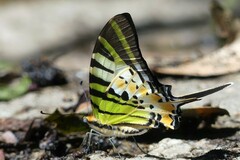 Graphium antiphates