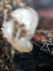 Leptonemertes