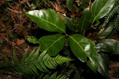 Cissus sterculiifolia