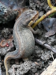 Lissotriton