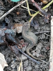 Lissotriton
