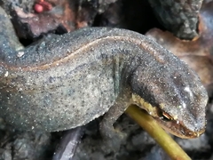 Lissotriton