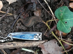 Lissotriton