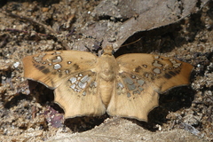 Ctenoptilum vasava