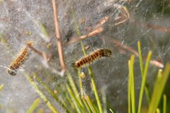 Thaumetopoea pityocampa