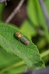 Proconiini