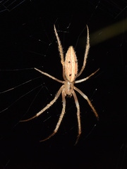 Larinia