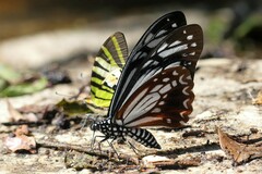 Papilio agestor