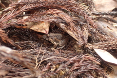 Fejervarya kawamurai