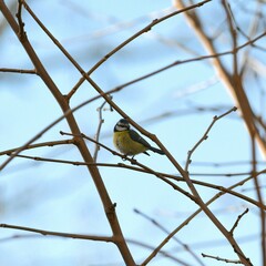 Cyanistes caeruleus