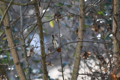 Erithacus rubecula
