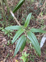 Miconia bicolor