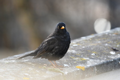 Turdus merula