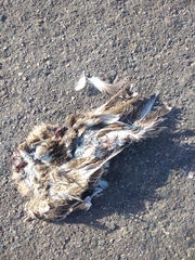 Thinocorus rumicivorus