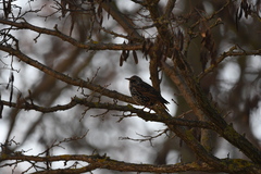 Sturnus vulgaris