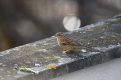 Passer domesticus