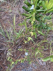 Jacquemontia curtissii