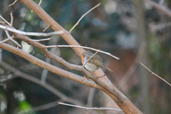 Erithacus rubecula