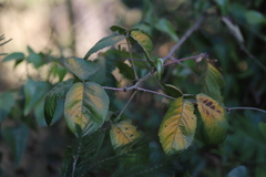 Rubus steudneri