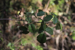 Rubus steudneri