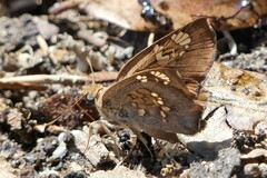Ctenoptilum multiguttata