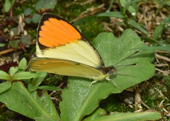 Colotis auxo