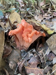 Cantharellus coccolobae