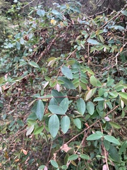 Hypericum geminiflorum