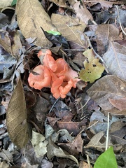 Cantharellus coccolobae