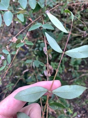 Hypericum geminiflorum