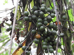 Chamaedorea linearis