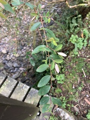 Hypericum geminiflorum