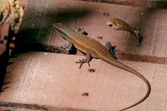 Eutropis rudis