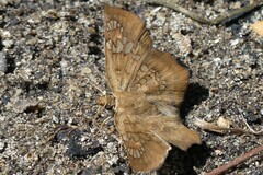 Ctenoptilum multiguttata