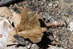Ctenoptilum multiguttata