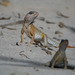 Madagascan Iguanas - Photo (c) Frank Vassen, some rights reserved (CC BY)
