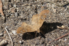Ctenoptilum multiguttata