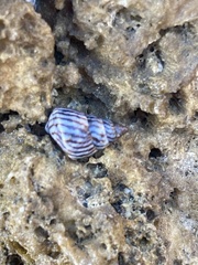 Echinolittorina ziczac