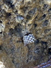 Echinolittorina tuberculata