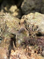 Isognomon alatus