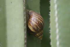 Lissachatina immaculata